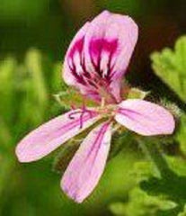 Rose Geranium Cream 4 oz. 